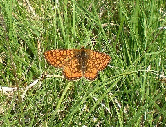 C''e chi caccia farfalle 1